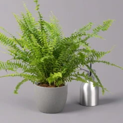 Schwertfarn 'Green Lady', Topf-Ø 12cm, Höhe Ca. 35 Cm, 3er-Set -Die grüne Ecke 0220190136 Nephrolepis exaltata Green Lady 4 107031