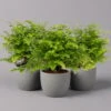 Frauenhaarfarn 'Fritz Lüthi', Topf-Ø 12 Cm, Höhe Ca. 23 Cm, 3er-Set -Die grüne Ecke 0220190144 Adiantum raddianum Fritz Luethi 12cm 3er Set 1