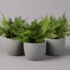 Polystichum Tsus-simense 'Biaristatum', Topf-Ø 12 Cm, Höhe Ca. 23 Cm, 3er-Set -Die grüne Ecke 0220190145 Polystichum tsussimense Biaristatum 12cm 3er Set 1
