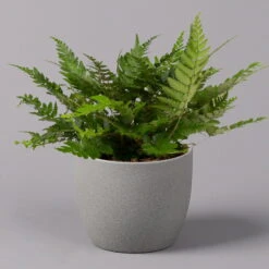 Polystichum Tsus-simense 'Biaristatum', Topf-Ø 12 Cm, Höhe Ca. 23 Cm, 3er-Set -Die grüne Ecke 0220190145 Polystichum tsussimense Biaristatum 12cm 3er Set 2