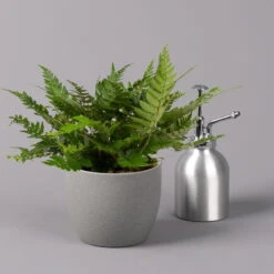 Polystichum Tsus-simense 'Biaristatum', Topf-Ø 12 Cm, Höhe Ca. 23 Cm, 3er-Set -Die grüne Ecke 0220190145 Polystichum tsussimense Biaristatum 12cm 3er Set 4