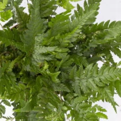 Polystichum Tsus-simense 'Biaristatum', Topf-Ø 12 Cm, Höhe Ca. 23 Cm, 3er-Set -Die grüne Ecke 0220190145 Polystichum tsussimense Biaristatum 3er Set 7