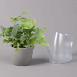 Phlebodium Aureum 'Blue Star', Topf-Ø 12 Cm, Höhe Ca. 30 Cm, 3er-Set -Die grüne Ecke 0220190146 Phlebodium aureum Blue Star 12cm 3er Set 4