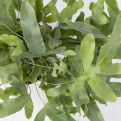 Phlebodium Aureum 'Blue Star', Topf-Ø 12 Cm, Höhe Ca. 30 Cm, 3er-Set -Die grüne Ecke 0220190146 Phlebodium aureum Blue Star 3er Set 7