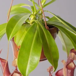 Kannenpflanze, 8-12 Kannen, In Blumenampel, Topf-Ø 14 Cm -Die grüne Ecke 0220300229 Nepenthes alata T14 1 grau 116113