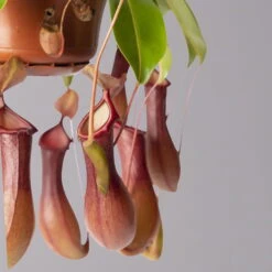 Kannenpflanze, 8-12 Kannen, In Blumenampel, Topf-Ø 14 Cm -Die grüne Ecke 0220300229 Nepenthes alata T14 2 grau 116114