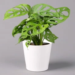 Monstera Adansonii Mit Keramiktopf Weiß, Topf-Ø 12 Cm, Höhe Ca. 25 Cm, 3er-Set -Die grüne Ecke 0220350047 Monstera adansonii Dallas weiss 1