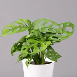Monstera Adansonii Mit Keramiktopf Weiß, Topf-Ø 12 Cm, Höhe Ca. 25 Cm, 3er-Set -Die grüne Ecke 0220350047 Monstera adansonii Dallas weiss 2