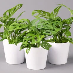 Monstera Adansonii Mit Keramiktopf Weiß, Topf-Ø 12 Cm, Höhe Ca. 25 Cm, 3er-Set -Die grüne Ecke 0220350047 Monstera adansonii Dallas weiss 3er Set2