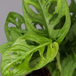 Monstera Adansonii Mit Keramiktopf Weiß, Topf-Ø 12 Cm, Höhe Ca. 25 Cm, 3er-Set -Die grüne Ecke 0220350047 Monstera adansonii Dallas weiss 4