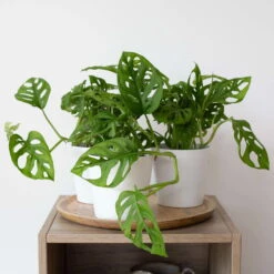 Monstera Adansonii Mit Keramiktopf Weiß, Topf-Ø 12 Cm, Höhe Ca. 25 Cm, 3er-Set -Die grüne Ecke 0220350047 Monstera adansonii in Topf Dallas weiss 3er Set Monstera Dallas2