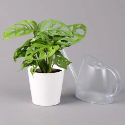 Monstera Adansonii Mit Keramiktopf Weiß, Topf-Ø 12 Cm, Höhe Ca. 25 Cm, 2er-Set -Die grüne Ecke 0220350064 Monstera adansonii Dallas weiss 3