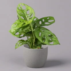 Monstera Adansonii, Topf-Ø 12 Cm, Höhe Ca. 25 Cm, 3er-Set -Die grüne Ecke 0220350068 Monstera adansonii T12 3er Set 1