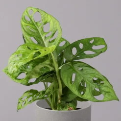 Monstera Adansonii, Topf-Ø 12 Cm, Höhe Ca. 25 Cm, 3er-Set -Die grüne Ecke 0220350068 Monstera adansonii T12 3er Set 2