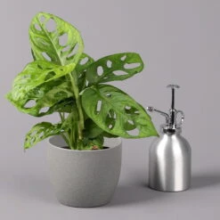 Monstera Adansonii, Topf-Ø 12 Cm, Höhe Ca. 25 Cm, 3er-Set -Die grüne Ecke 0220350068 Monstera adansonii T12 3er Set 3