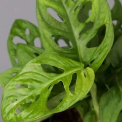 Monstera Adansonii, Topf-Ø 12 Cm, Höhe Ca. 25 Cm, 3er-Set -Die grüne Ecke 0220350068 Monstera adansonii T12 3er Set 4