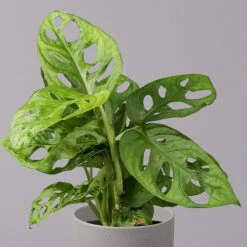 Monstera Adansonii, Topf-Ø 12 Cm, Höhe Ca. 25 Cm -Die grüne Ecke 0220350069 Monstera adansonii1 T12 2