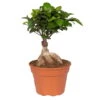 Ficus Microcarpa 'Ginseng', Topf-Ø 17 Cm, Höhe Ca. 40 Cm -Die grüne Ecke 0220400913 Ficus microcarpa Ginseng 17cm T H 40cm