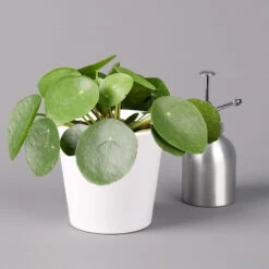 Pilea Peperomioides In Topf Dallas Weiß, Topf-Ø 12 Cm, Höhe Ca. 20 Cm, 3er-Set -Die grüne Ecke 0220450140 Pilea peperomioides Dallas weiss 3