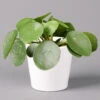 Pilea Peperomioides In Topf Dallas Weiß, Topf-Ø 12 Cm, Höhe Ca. 20 Cm -Die grüne Ecke 0220450175 Pilea peperomioides Dallas weiss 12