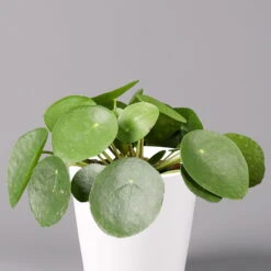 Pilea Peperomioides In Topf Dallas Weiß, Topf-Ø 12 Cm, Höhe Ca. 20 Cm -Die grüne Ecke 0220450175 Pilea peperomioides Dallas weiss 22