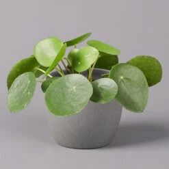 Pilea Peperomioides, Topf-Ø 12 Cm, Höhe Ca. 20 Cm, 3er-Set -Die grüne Ecke 0220450177 Pilea peperomoides T12 1