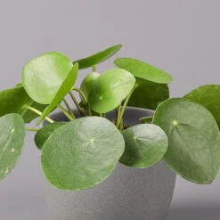 Pilea Peperomioides, Topf-Ø 12 Cm, Höhe Ca. 20 Cm, 3er-Set -Die grüne Ecke 0220450177 Pilea peperomoides T12 2