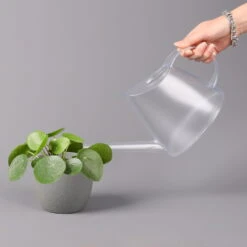 Pilea Peperomioides, Topf-Ø 12 Cm, Höhe Ca. 20 Cm, 3er-Set -Die grüne Ecke 0220450177 Pilea peperomoides T12 3