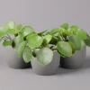 Pilea Peperomioides, Topf-Ø 12 Cm, Höhe Ca. 20 Cm, 3er-Set -Die grüne Ecke 0220450177 Pilea peperomoides T12 3er Set2 108835