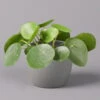 Pilea Peperomioides, Topf-Ø 12 Cm, Höhe Ca. 20 Cm -Die grüne Ecke 0220450178 Pilea peperomoides T12 12