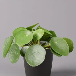 Pilea Peperomioides In Topf Anthrazit, Topf-Ø 12 Cm, H: Ca. 20 Cm, 3er-Set -Die grüne Ecke 0220450180 Pilea peperomioides Dallas anthrazit 2