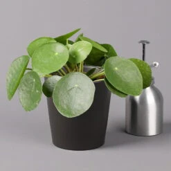 Pilea Peperomioides In Topf Anthrazit, Topf-Ø 12 Cm, H: Ca. 20 Cm, 3er-Set -Die grüne Ecke 0220450180 Pilea peperomioides Dallas anthrazit 3