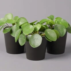Pilea Peperomioides In Topf Anthrazit, Topf-Ø 12 Cm, H: Ca. 20 Cm, 3er-Set