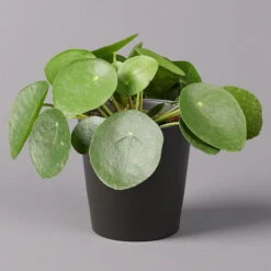 Pilea Peperomioides In Topf Dallas Anthrazit, Topf-Ø 12 Cm, H: Ca. 20 Cm