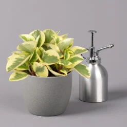 Peperomia, Verschiedene Arten Nach Verfügbarkeit, Topf-Ø 12 Cm, Höhe Ca. 20 Cm -Die grüne Ecke 0220450196 Peperomia Mix 12cm 3er Set 3