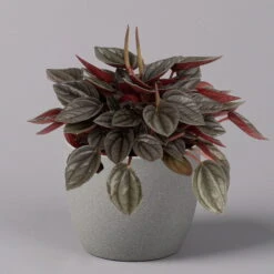 Peperomia, Verschiedene Arten Nach Verfügbarkeit, Topf-Ø 12 Cm, Höhe Ca. 20 Cm -Die grüne Ecke 0220450196 Peperomia Mix 12cm 3er Set 4