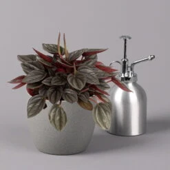 Peperomia, Verschiedene Arten Nach Verfügbarkeit, Topf-Ø 12 Cm, Höhe Ca. 20 Cm -Die grüne Ecke 0220450196 Peperomia Mix 12cm 3er Set 5