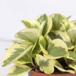 Peperomia, Verschiedene Arten Nach Verfügbarkeit, Topf-Ø 12 Cm, Höhe Ca. 20 Cm -Die grüne Ecke 0220450196 Peperomia Mix 3er Set 2