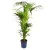 Kentiapalme, Topf-Ø 27 Cm, Höhe Ca. 180 Cm -Die grüne Ecke 0220501752 Howea forsteriana 8PP 27 cm Topf Hoehe 180cm 2