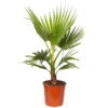 Fächerpalme, Topf-Ø 21 Cm, Höhe Ca. 85 Cm -Die grüne Ecke 0220502053 Washingtonia Robusta 21cm T H 85cm