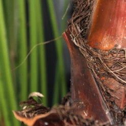 Fächerpalme, Topf-Ø 21 Cm, Höhe Ca. 85 Cm -Die grüne Ecke 0220502053 Washingtonia Robusta