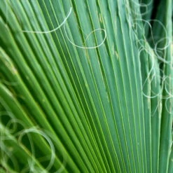 Fächerpalme, Topf-Ø 21 Cm, Höhe Ca. 85 Cm -Die grüne Ecke 0220502053 Washingtonia Robusta1