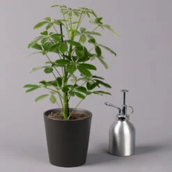 Strahlenaralie 'Nora' Inkl. Übertopf Dallas Anthrazit, Topf 13 Cm Ø 11 Strahlenaralie 'Nora' Inkl. Übertopf Dallas Anthrazit, Topf 13 Cm Ø -Die grüne Ecke 0220550537 Schefflera Nora im Topf Dallas anthra 3