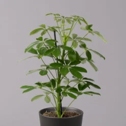 Strahlenaralie 'Nora' Inkl. Übertopf Dallas Anthrazit, Topf-Ø 13 Cm , 2er-Set -Die grüne Ecke 0220550539 Schefflera Nora im Topf Dallas anthra 2