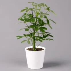 Strahlenaralie 'Nora' Inkl. Übertopf Dallas Weiß, Topf-Ø 13 Cm, 2er-Set -Die grüne Ecke 0220550540 Schefflera Nora im Topf Dallas weiss 1