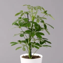 Strahlenaralie 'Nora' Inkl. Übertopf Dallas Weiß, Topf-Ø 13 Cm, 2er-Set -Die grüne Ecke 0220550540 Schefflera Nora im Topf Dallas weiss 2