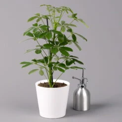 Strahlenaralie 'Nora' Inkl. Übertopf Dallas Weiß, Topf-Ø 13 Cm, 2er-Set -Die grüne Ecke 0220550540 Schefflera Nora im Topf Dallas weiss 3