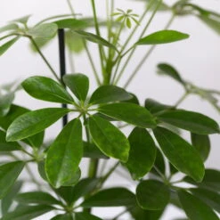 Strahlenaralie 'Nora' Inkl. Übertopf Dallas Weiß, Topf-Ø 13 Cm, 2er-Set -Die grüne Ecke 0220550540 Schefflera Nora im Topf Dallas weiss 4