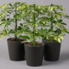 Strahlenaralie 'Gerda' In Keramiktopf Anthrazit, Topf 13cmØ, Höhe 55cm, 3er-Set -Die grüne Ecke 0220550541 Schefflera Gerda im Topf Dallas anthr 3er Set2