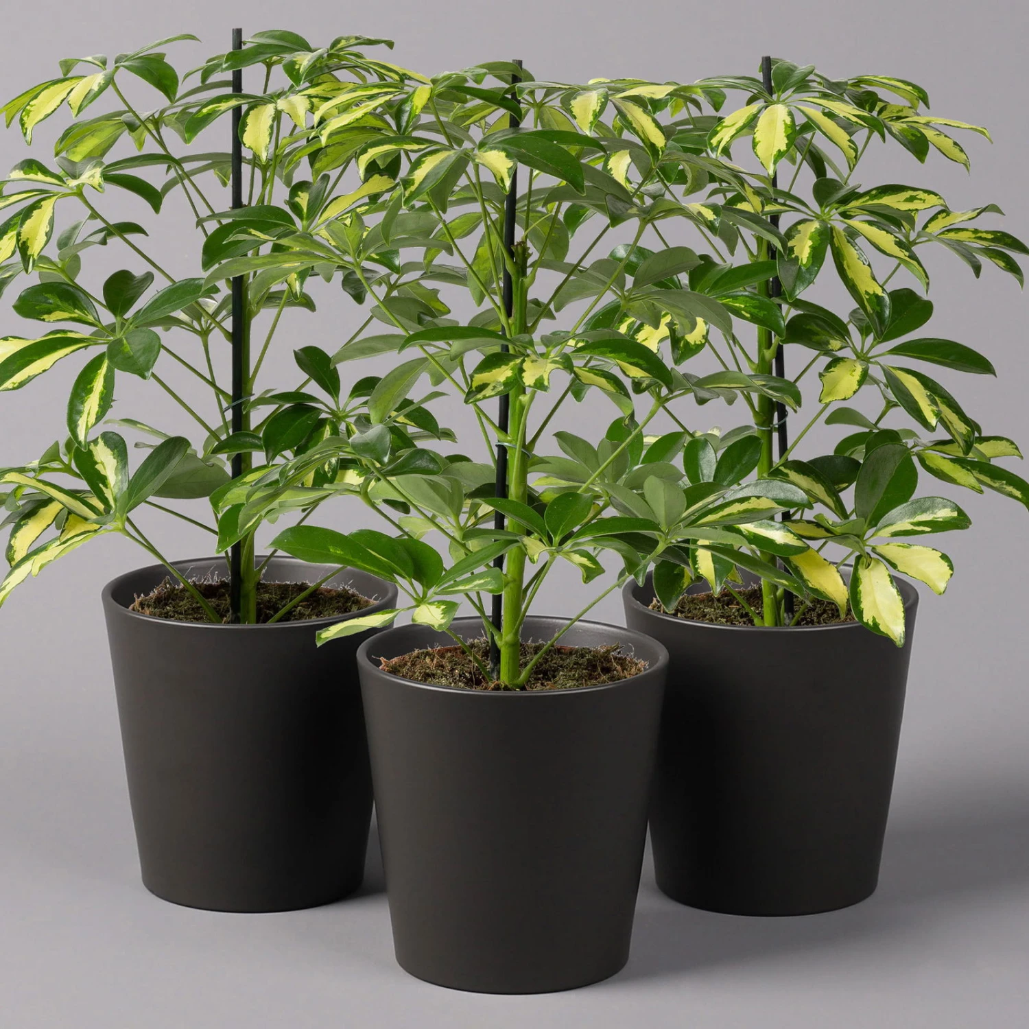 Strahlenaralie 'Gerda' In Keramiktopf Anthrazit, Topf 13cmØ, Höhe 55cm, 3er-Set 3 Strahlenaralie 'Gerda' In Keramiktopf Anthrazit, Topf 13cmØ, Höhe 55cm, 3er-Set